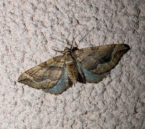 Pelurga comitata 