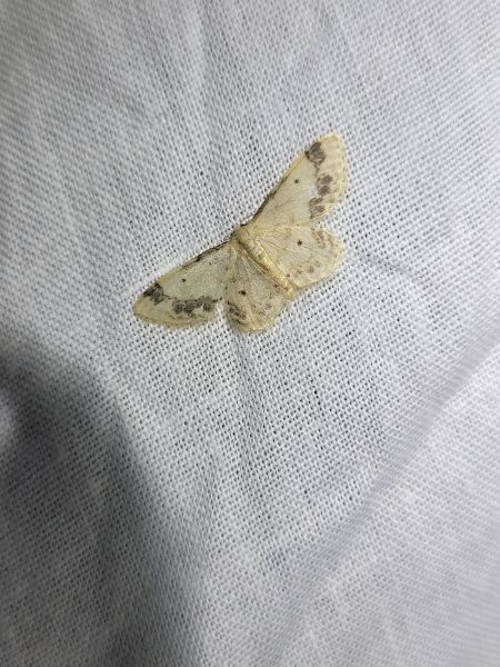 Idaea trigeminata  - Thomas Lux