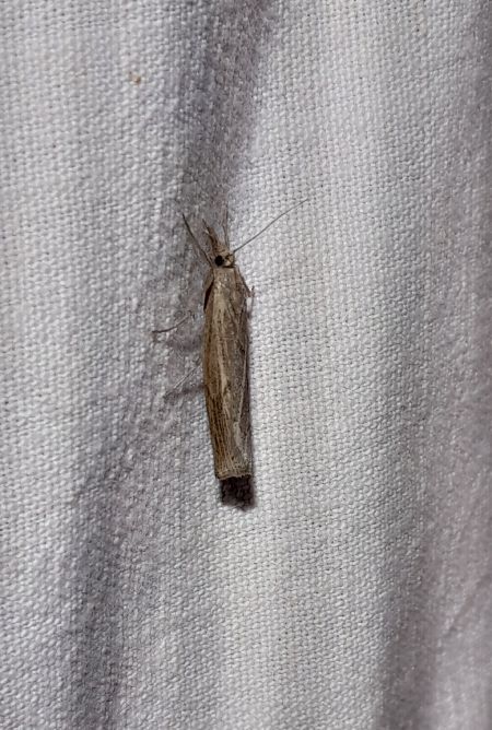 Pediasia contaminella  - Sylvain Lethuillier