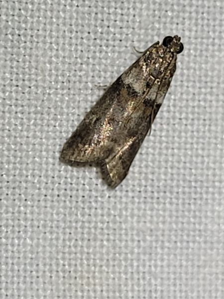 Acrobasis repandana  - Thomas Lux