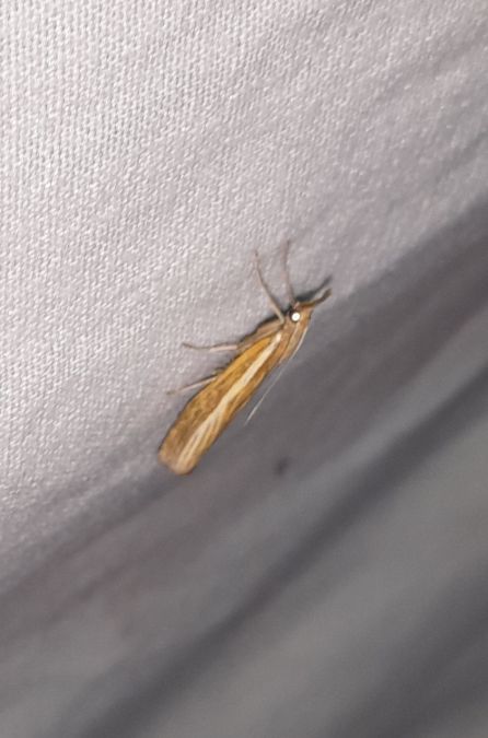 Crambus des tiges  - Sylvain Lethuillier