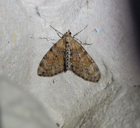 Thera obeliscata  - Thomas Lux