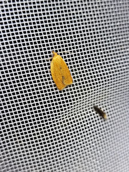 Clepsis consimilana  - Thomas Lux