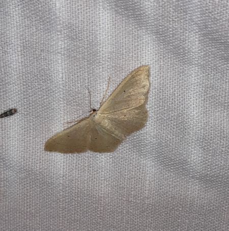 Idaea straminata  - Sylvain Lethuillier