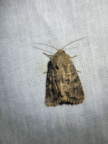 Luperina testacea  - Thomas Lux