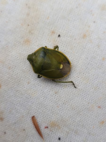 Chlorochroa juniperina  - Thomas Lux