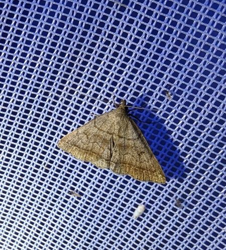 Herminia tarsicrinalis 