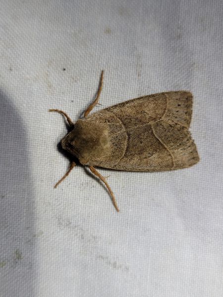 Mesogona acetosellae  - Thomas Lux