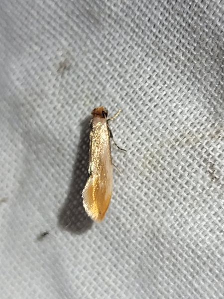 Tinea semifulvella  - Thomas Lux