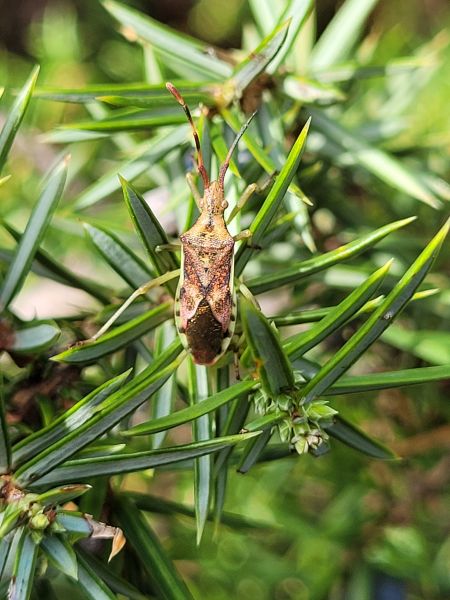 Gonocerus juniperi  - Thomas Lux