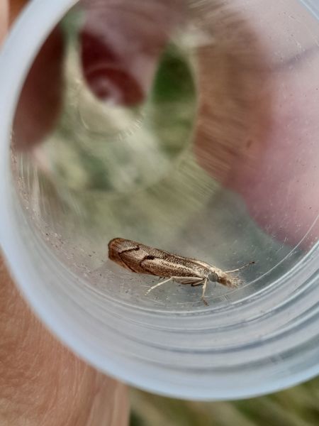 Agriphila geniculea  - Sylvain Lethuillier