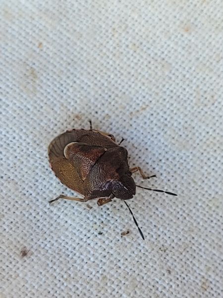 Rubiconia intermedia  - Thomas Lux