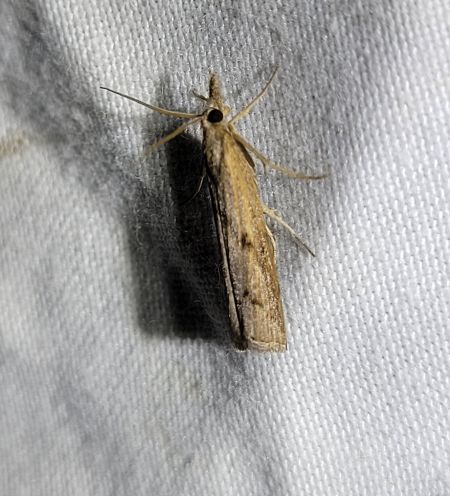 Pediasia contaminella  - Thomas Lux