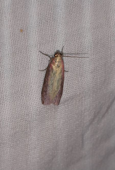 Oncocera semirubella  - Sylvain Lethuillier