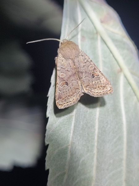 Agrochola laevis  - Thomas Lux