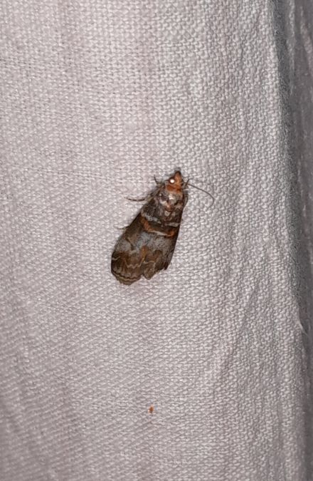 Acrobasis advenella  - Sylvain Lethuillier