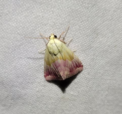 Noctuelle purpurine  - Thomas Lux