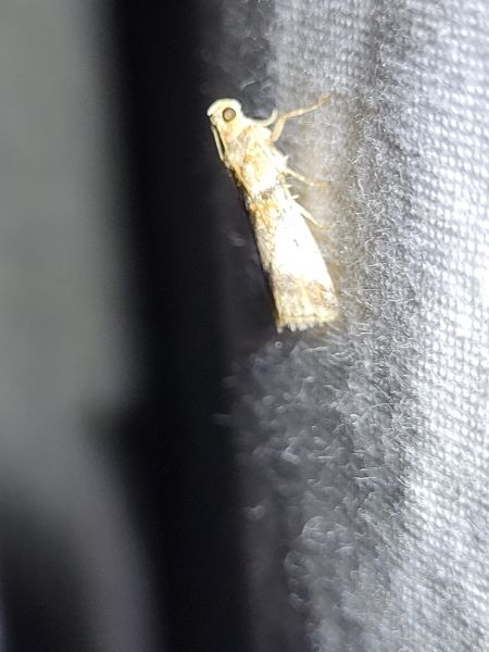 Acrobasis repandana  - Thomas Lux