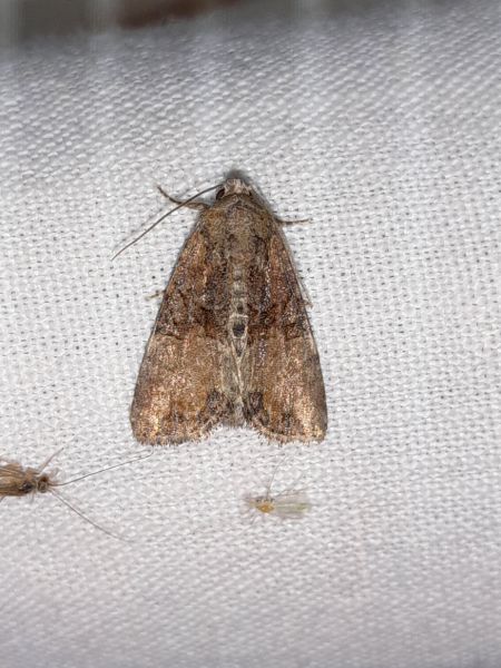 Mesoligia furuncula  - Sylvain Lethuillier