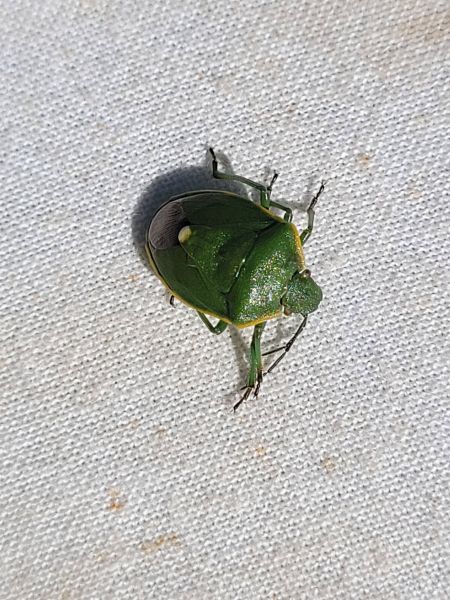 Chlorochroa juniperina  - Thomas Lux