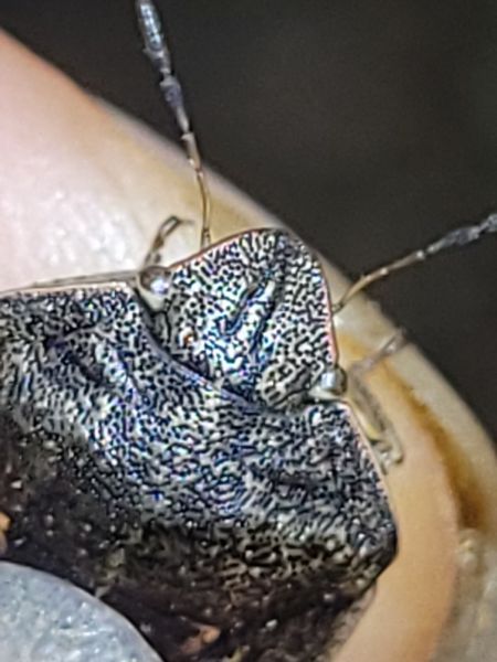 Eurygaster austriaca  - Thomas Lux