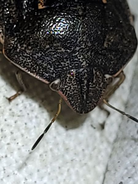 Eurygaster austriaca  - Thomas Lux