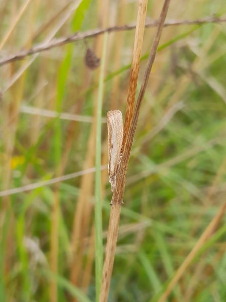Agriphila inquinatella  - Sylvain Lethuillier