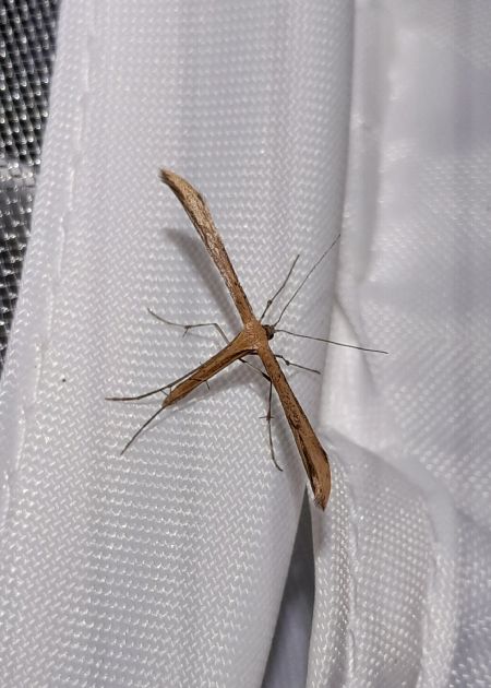 Emmelina monodactyla  - Sylvain Lethuillier