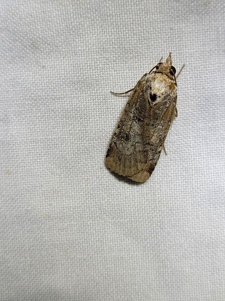 Epilecta linogrisea  - Thomas Lux