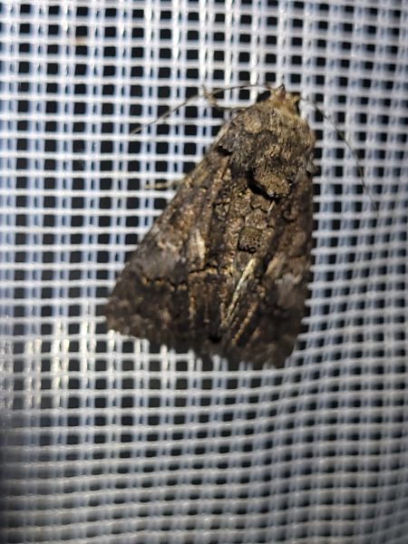 Aedia leucomelas  - Thomas Lux