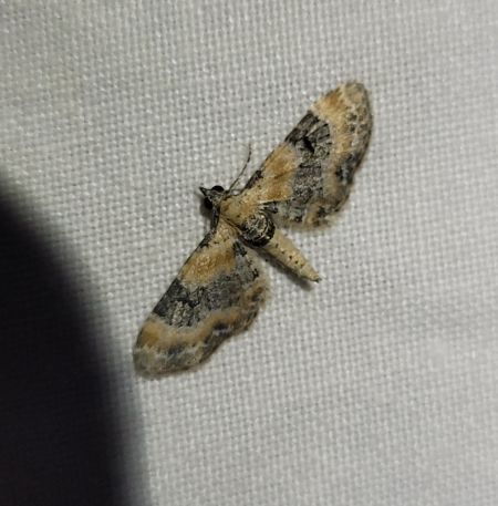 Eupithecia linariata  - Thomas Lux