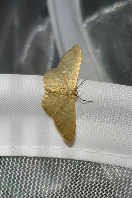 Idaea straminata  - Sylvain Lethuillier