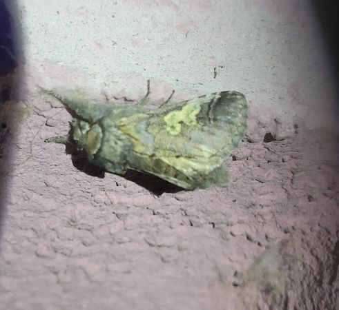 Diloba caeruleocephala  - Thomas Lux