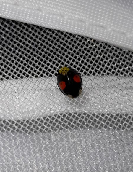 Coccinelle asiatique  - Sylvain Lethuillier