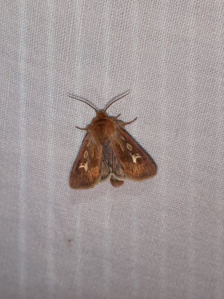 Cerapteryx graminis  - Sylvain Lethuillier