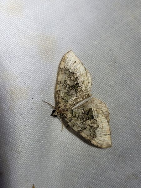 Colostygia olivata  - Thomas Lux