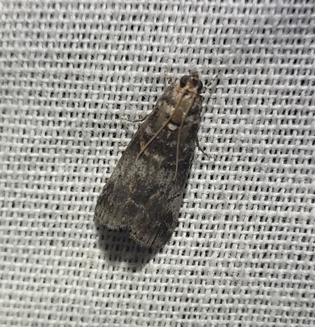 Acrobasis advenella  - Thomas Lux