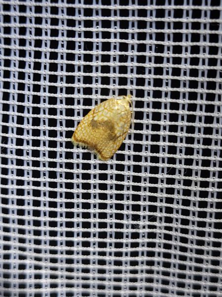 Acleris forsskaleana  - Thomas Lux