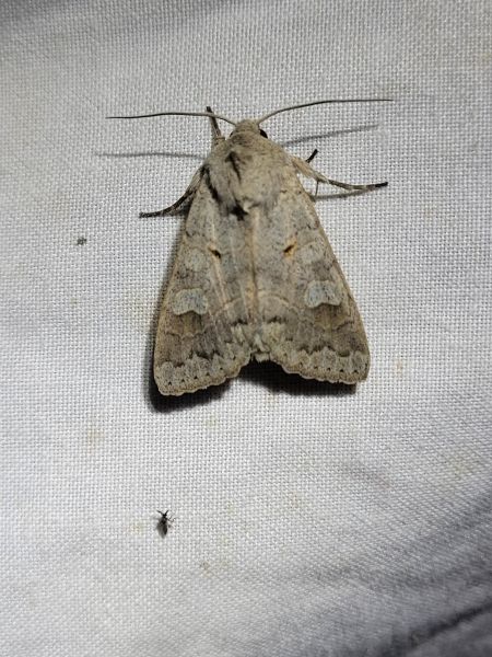 Ammoconia caecimacula  - Thomas Lux