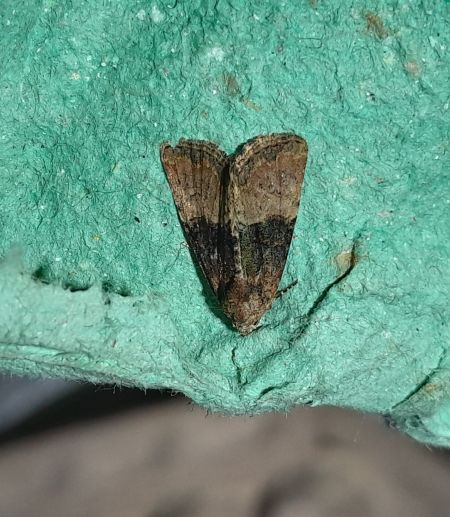 Mesoligia furuncula  - Sylvain Lethuillier