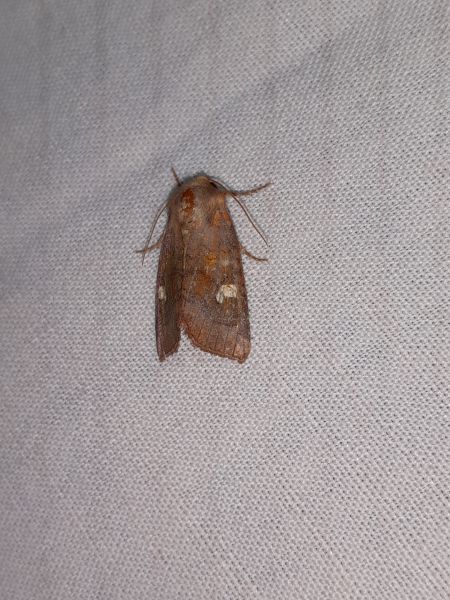 Amphipoea oculea  - Sylvain Lethuillier