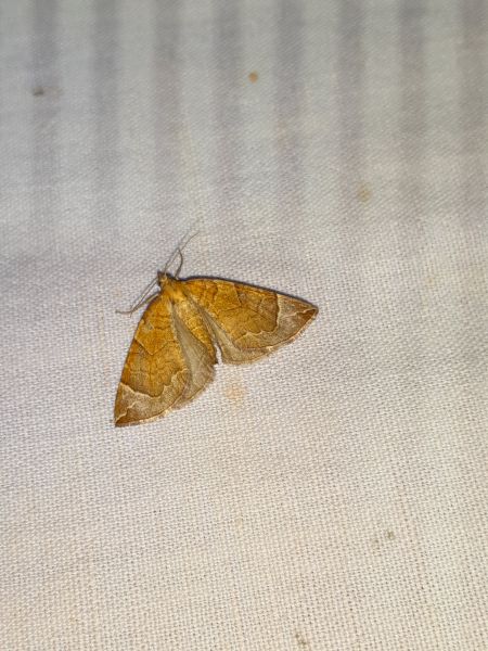 Eulithis testata  - Sylvain Lethuillier