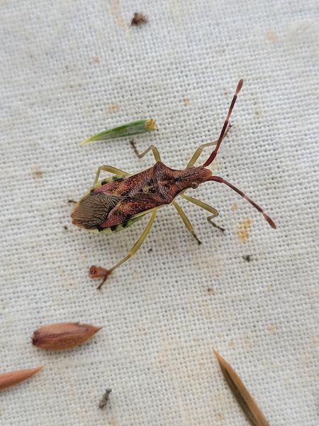 Gonocerus juniperi  - Thomas Lux