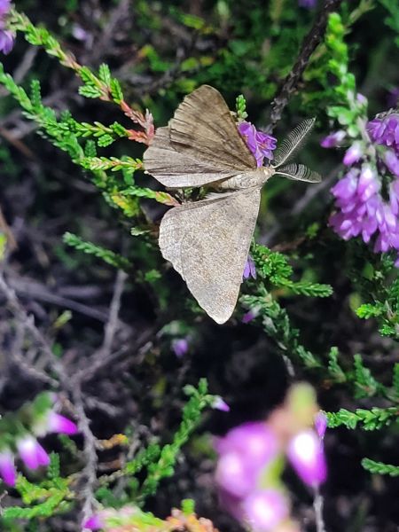 Selidosema brunnearia  - Thomas Lux