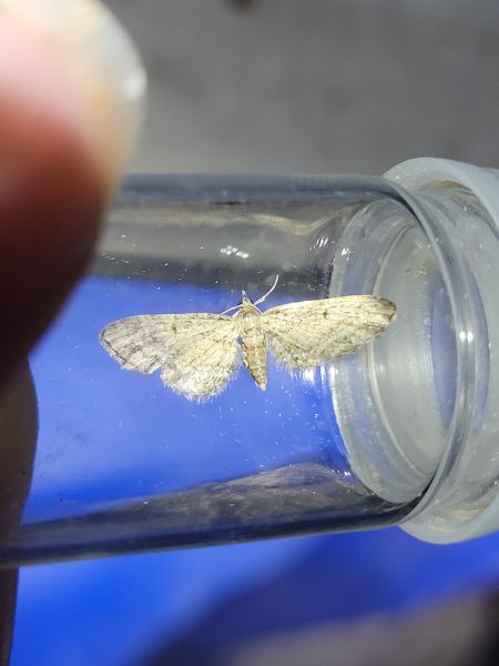 Eupithecia inturbata  - Thomas Lux