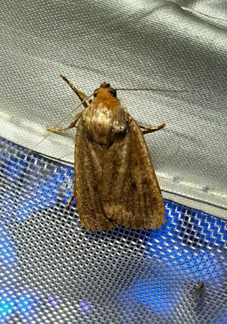 Amphipyra tragopoginis  - Sylvain Lethuillier