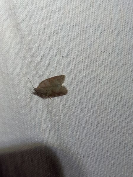 Acleris sparsana  - Sylvain Lethuillier