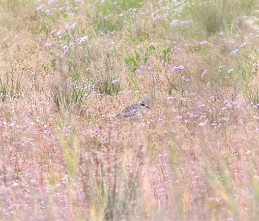 Grey Plover  - Katharina Schabl