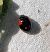 Coccinelle à deux points  - Thomas Lux