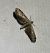 Eupithecia nanata  - Thomas Lux